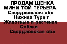 ПРОДАМ ЩЕНКА МИНИ ТОЙ-ТЕРЬЕРА. - Свердловская обл., Нижняя Тура г. Животные и растения » Собаки   . Свердловская обл.